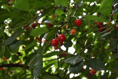 Kiraz, kiraz ağacının yenilebilir meyvesidir. Küre şeklinde bir taşı olan etli bir meyvedir. Genellikle koyu kırmızıdan siyaha, mayıstan ağustosa kadar kirazlar toplanır.