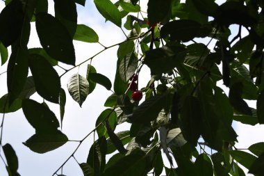 Kiraz, kiraz ağacının yenilebilir meyvesidir. Küre şeklinde bir taşı olan etli bir meyvedir. Genellikle koyu kırmızıdan siyaha, mayıstan ağustosa kadar kirazlar toplanır.