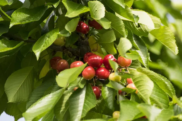 Stock image The cherry is the edible fruit of the cherry tree. It is a fleshy fruit with a stone, spherical in shape, generally more or less dark red to black, Cherries are harvested from May to August