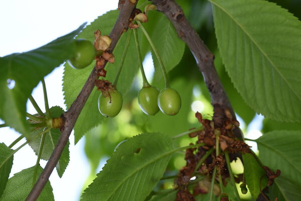 Вишня съедобный плод вишни. Это мясистые фрукты с камнем, сферической формы, как правило, более или менее темно-красного до черного, вишни собирают с мая по август