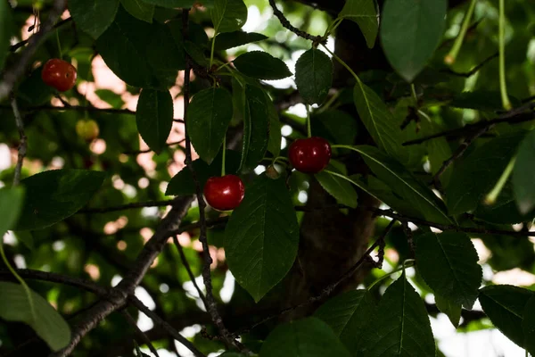 Cherry Edible Fruit Cherry Tree Fleshy Fruit Stone Spherical Shape — Stock Photo, Image