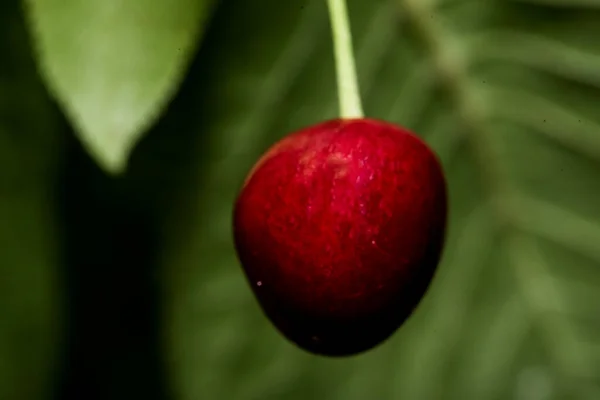 Cereja Fruto Comestível Cerejeira Uma Fruta Carnuda Com Uma Pedra — Fotografia de Stock