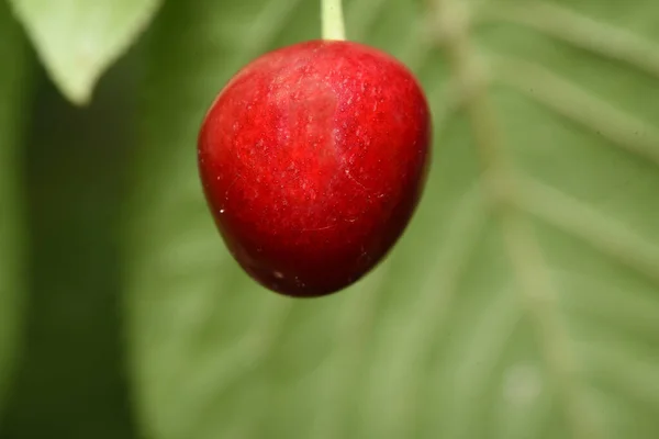 Cereja Fruto Comestível Cerejeira Uma Fruta Carnuda Com Uma Pedra — Fotografia de Stock
