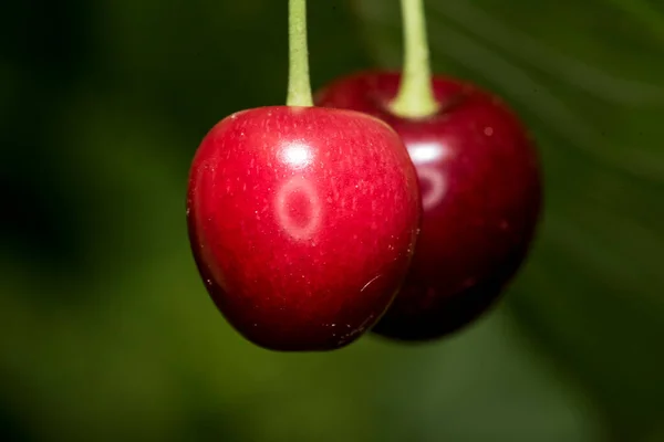 Körsbären Körsbärsträdets Ätliga Frukt Det Köttig Frukt Med Sten Sfärisk — Stockfoto
