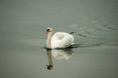 Kuğular su kuşu familyasının en büyük üyelerindendir ve en büyük uçan kuşlar arasındadır. Kuğuların tüyleri bembeyaz, gri ya da siyah tonlarda.