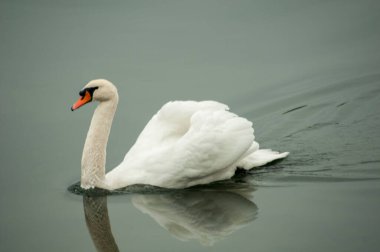 Kuğular su kuşu familyasının en büyük üyelerindendir ve en büyük uçan kuşlar arasındadır. Kuğuların tüyleri bembeyaz, gri ya da siyah tonlarda.