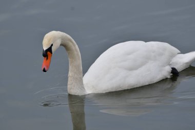 Kuğular su kuşu familyasının en büyük üyelerindendir ve en büyük uçan kuşlar arasındadır. Kuğuların tüyleri bembeyaz, gri ya da siyah tonlarda.