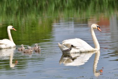 Kuğular su kuşu familyasının en büyük üyelerindendir ve en büyük uçan kuşlar arasındadır. Kuğuların tüyleri bembeyaz, gri ya da siyah tonlarda.
