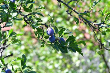 The plum is the fruit of the plum, oblong, eggplant or yellowish, with a large stone and yellow core, juicy, aromatic and sweet.