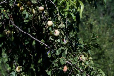 The plum is the fruit of the plum, oblong, eggplant or yellowish, with a large stone and yellow core, juicy, aromatic and sweet.