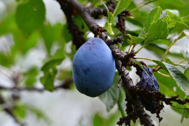 The plum is the fruit of the plum, oblong, eggplant or yellowish, with a large stone and yellow core, juicy, aromatic and sweet.