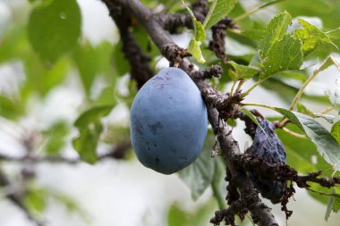 The plum is the fruit of the plum, oblong, eggplant or yellowish, with a large stone and yellow core, juicy, aromatic and sweet.
