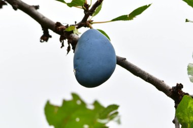 The plum is the fruit of the plum, oblong, eggplant or yellowish, with a large stone and yellow core, juicy, aromatic and sweet.