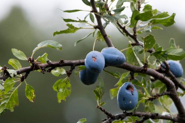 The plum is the fruit of the plum, oblong, eggplant or yellowish, with a large stone and yellow core, juicy, aromatic and sweet.