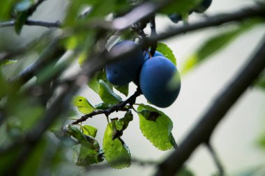 The plum is the fruit of the plum, oblong, eggplant or yellowish, with a large stone and yellow core, juicy, aromatic and sweet.