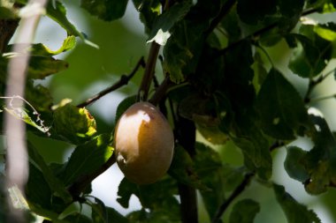 The plum is the fruit of the plum, oblong, eggplant or yellowish, with a large stone and yellow core, juicy, aromatic and sweet.