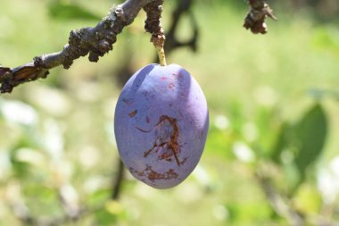 The plum is the fruit of the plum, oblong, eggplant or yellowish, with a large stone and yellow core, juicy, aromatic and sweet.