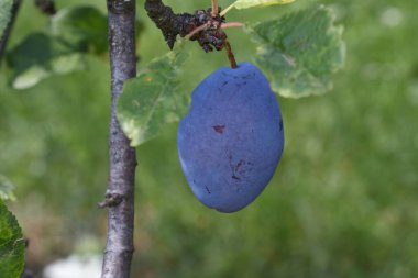 The plum is the fruit of the plum, oblong, eggplant or yellowish, with a large stone and yellow core, juicy, aromatic and sweet.