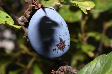 The plum is the fruit of the plum, oblong, eggplant or yellowish, with a large stone and yellow core, juicy, aromatic and sweet.