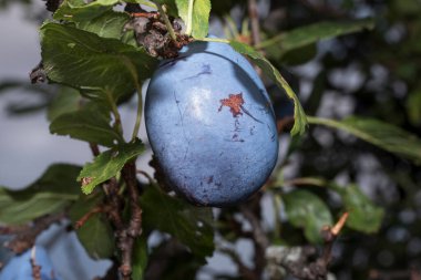 The plum is the fruit of the plum, oblong, eggplant or yellowish, with a large stone and yellow core, juicy, aromatic and sweet.