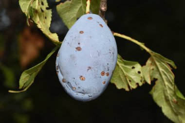 The plum is the fruit of the plum, oblong, eggplant or yellowish, with a large stone and yellow core, juicy, aromatic and sweet.