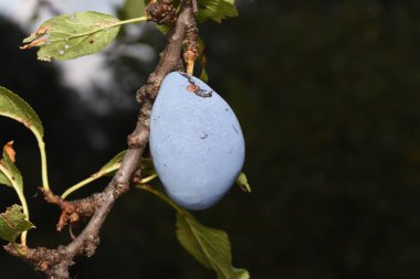 The plum is the fruit of the plum, oblong, eggplant or yellowish, with a large stone and yellow core, juicy, aromatic and sweet.