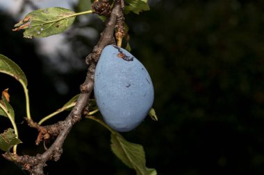 The plum is the fruit of the plum, oblong, eggplant or yellowish, with a large stone and yellow core, juicy, aromatic and sweet.