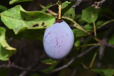 The plum is the fruit of the plum, oblong, eggplant or yellowish, with a large stone and yellow core, juicy, aromatic and sweet.
