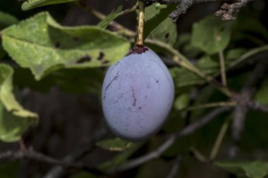 The plum is the fruit of the plum, oblong, eggplant or yellowish, with a large stone and yellow core, juicy, aromatic and sweet.