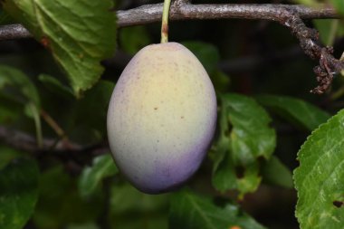 The plum is the fruit of the plum, oblong, eggplant or yellowish, with a large stone and yellow core, juicy, aromatic and sweet.