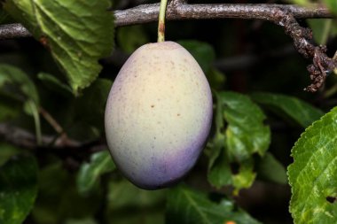 The plum is the fruit of the plum, oblong, eggplant or yellowish, with a large stone and yellow core, juicy, aromatic and sweet.