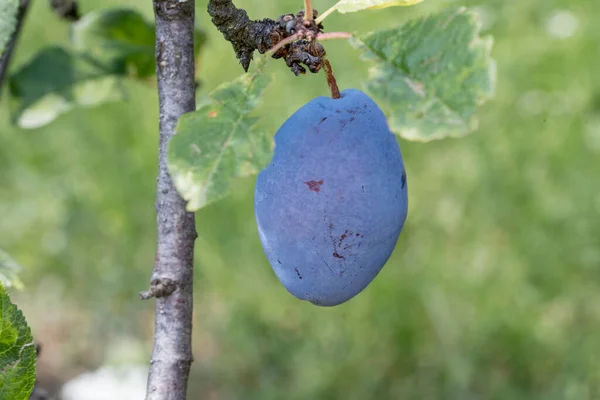 The plum is the fruit of the plum, oblong, eggplant or yellowish, with a large stone and yellow core, juicy, aromatic and sweet.