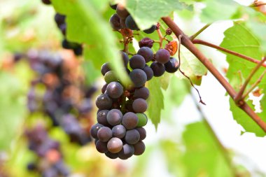 Grapes are the fruit of the vine. Grapes are one of the most cultivated fruits in the world, they appear in the form of bunches composed of many berries, small in size and of different colors