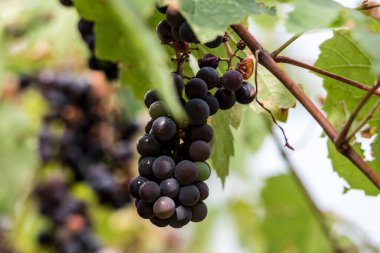 Grapes are the fruit of the vine. Grapes are one of the most cultivated fruits in the world, they appear in the form of bunches composed of many berries, small in size and of different colors