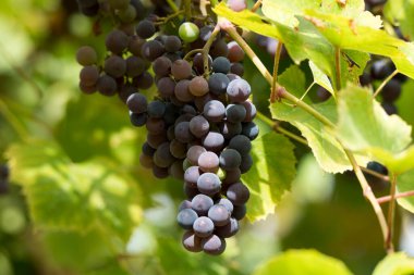 Grapes are the fruit of the vine. Grapes are one of the most cultivated fruits in the world, they appear in the form of bunches composed of many berries, small in size and of different colors