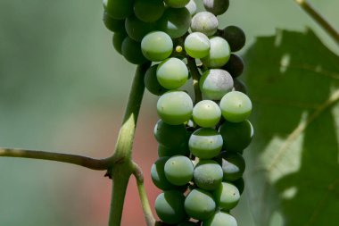 Grapes are the fruit of the vine. Grapes are one of the most cultivated fruits in the world, they appear in the form of bunches composed of many berries, small in size and of different colors