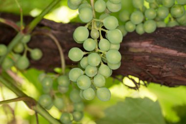 Grapes are the fruit of the vine. Grapes are one of the most cultivated fruits in the world, they appear in the form of bunches composed of many berries, small in size and of different colors