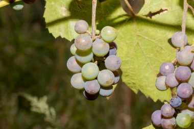 Grapes are the fruit of the vine. Grapes are one of the most cultivated fruits in the world, they appear in the form of bunches composed of many berries, small in size and of different colors