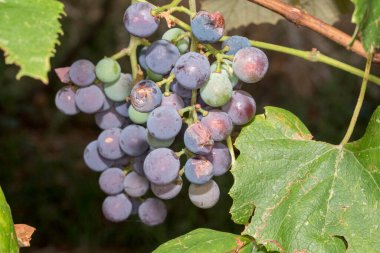 Grapes are the fruit of the vine. Grapes are one of the most cultivated fruits in the world, they appear in the form of bunches composed of many berries, small in size and of different colors
