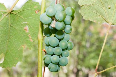 Grapes are the fruit of the vine. Grapes are one of the most cultivated fruits in the world, they appear in the form of bunches composed of many berries, small in size and of different colors