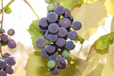 Grapes are the fruit of the vine. Grapes are one of the most cultivated fruits in the world, they appear in the form of bunches composed of many berries, small in size and of different colors
