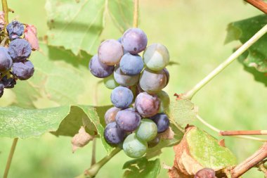 Grapes are the fruit of the vine. Grapes are one of the most cultivated fruits in the world, they appear in the form of bunches composed of many berries, small in size and of different colors