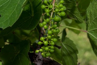 Grapes are the fruit of the vine. Grapes are one of the most cultivated fruits in the world, they appear in the form of bunches composed of many berries, small in size and of different colors