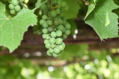 Grapes are the fruit of the vine. Grapes are one of the most cultivated fruits in the world, they appear in the form of bunches composed of many berries, small in size and of different colors