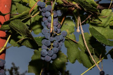 Grapes are the fruit of the vine. Grapes are one of the most cultivated fruits in the world, they appear in the form of bunches composed of many berries, small in size and of different colors