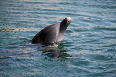 Dolphinarium at Puertos Aaventuras Mexico is largest habitat in Riviera Maya, offering a unique experience with friendly and playful dolphins, all born in the globally recognized breeding program