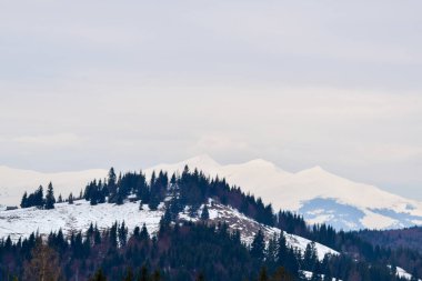 Winter landscape with snowy fir forest and cloudy sky at Tihuta pass in Carpathian mountains