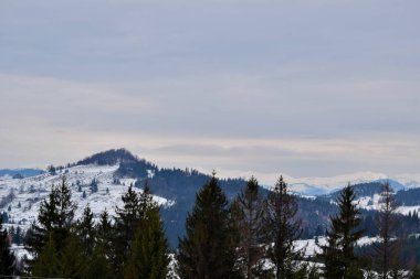 Winter landscape with snowy fir forest and cloudy sky at Tihuta pass in Carpathian mountains