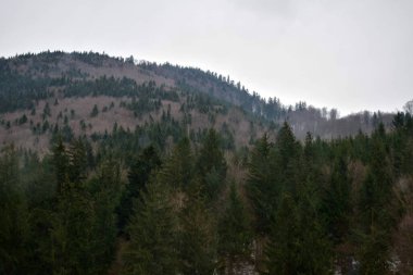 Winter landscape with snowy fir forest and cloudy sky at Tihuta pass in Carpathian mountains