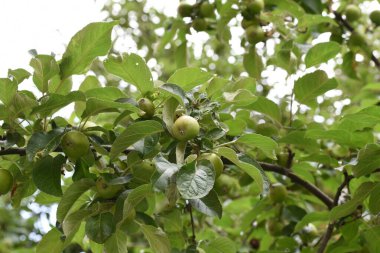 Ripe, red, yellow, green apples and bananas on a blue plate.